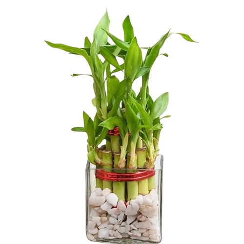 2 Layer Bambo Vase