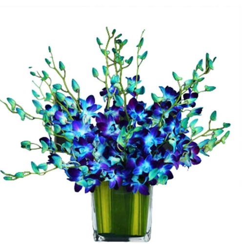 Blue Serenity