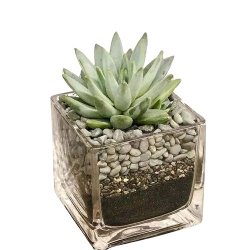 Echeveria in Square Vase