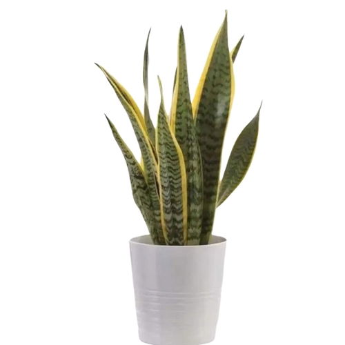 Sansevieria