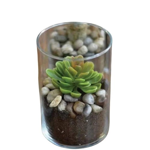 Echeveria In Round Vase