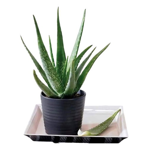 Aloe Vera Plant
