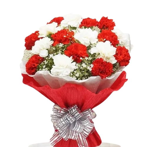 Red and White Carnation