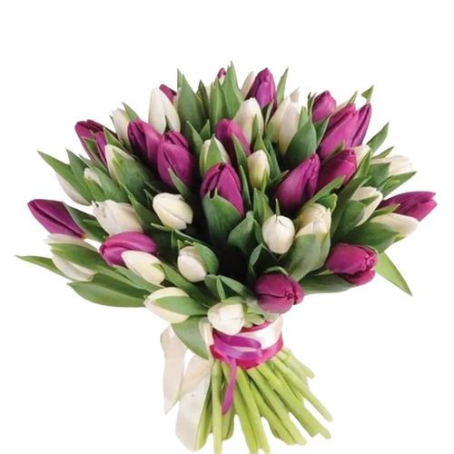 Purple and White Tulips