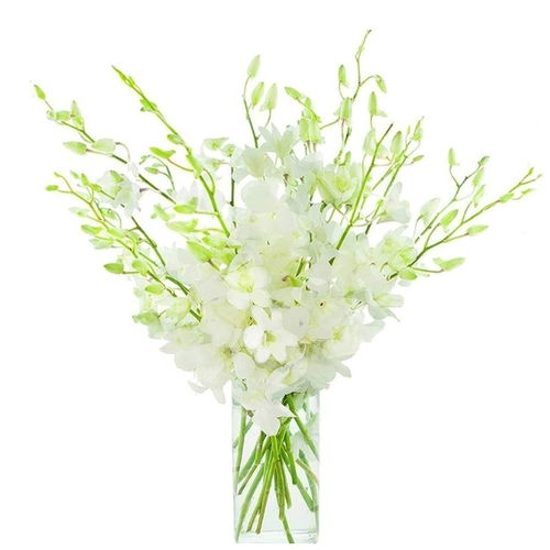 19 White Orchid Beauty