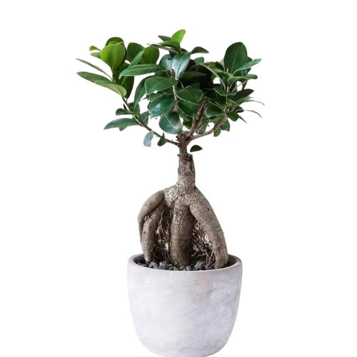 Bonsai Plant