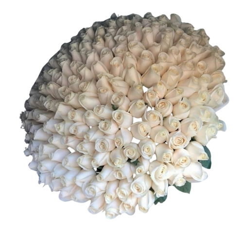 151 White Roses Bunch