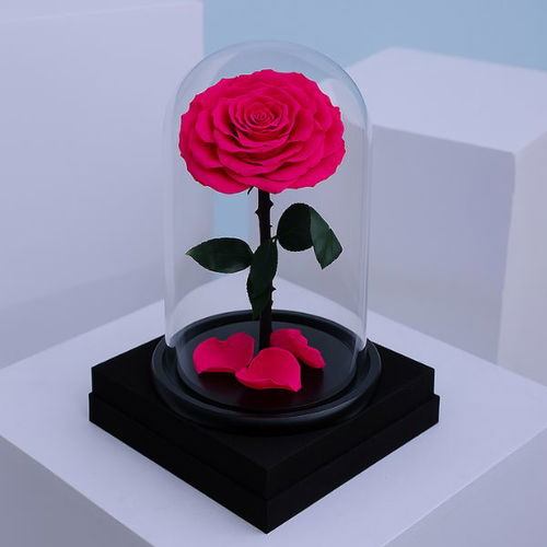 Magenta Magic