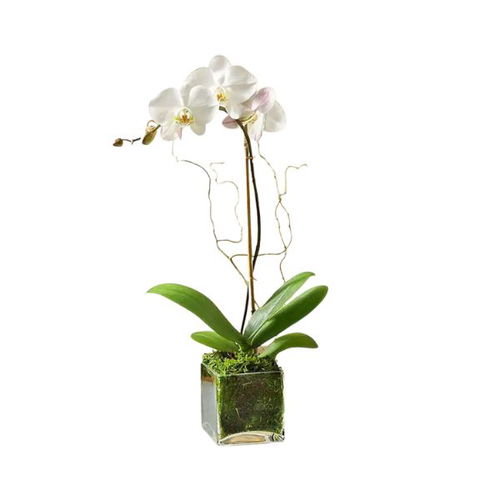 Phalaenopsis  White Beauty