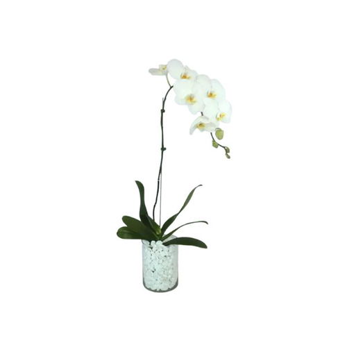 White Phalaenopsis Plant