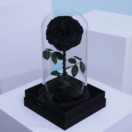 Eclipse Rose