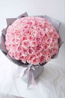 100  Pink Ohara Roses