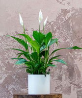 Peace Lily