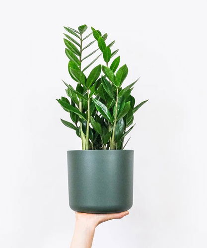 ZZ  Plant