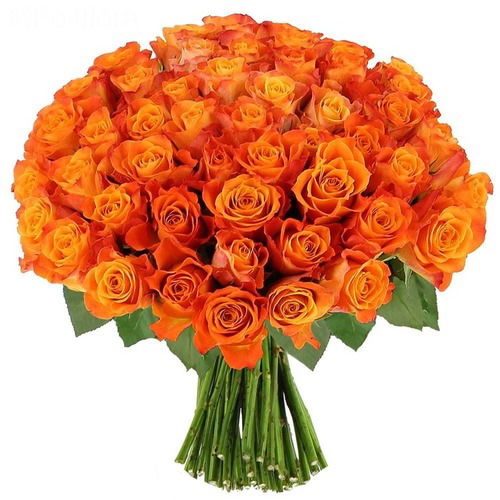 100 Orange Rose