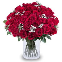 Ravishing Red Roses