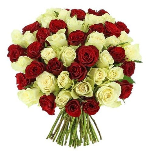 100 Red & White Roses