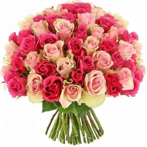 100 Light Pink & Dark Pink Roses