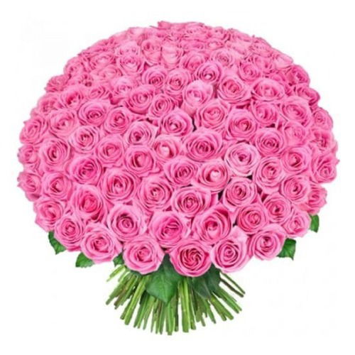 100 Pink Roses