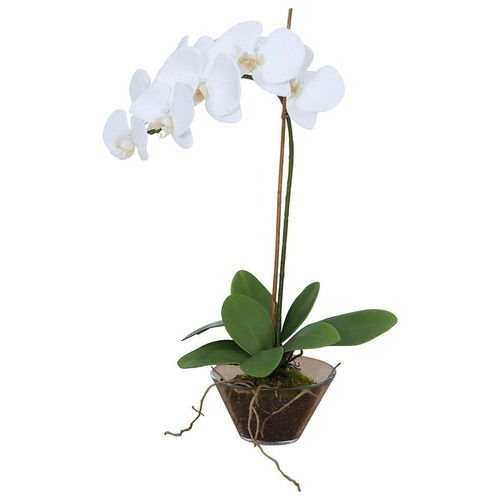 Single Stem White  Orchids Plant In Ceramic Pot