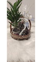 Plant lover gift hamper